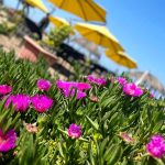 کافه سی ساید seaside در فرح آباد ساری