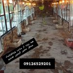کافه فست فود تلما در قم