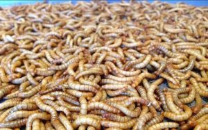 پرورش میلورم جوان در اصفهان