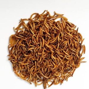 پرورش میلورم جوان در اصفهان