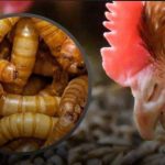 پرورش میلورم جوان در اصفهان