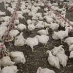 فروش مرغ زنده محمد زوری در زیباشهر زاهدان