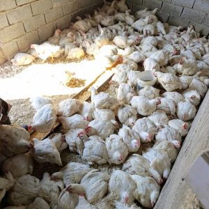 فروش مرغ زنده محمد زوری در زیباشهر زاهدان