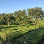 خرید و فروش ملک لاهیج هوم در لاهیجان