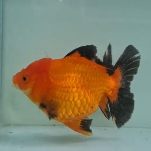 پرورش ماهی زینتی ایران گلد فیش در ساوه