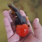 پرورش ماهی زینتی ایران گلد فیش در ساوه