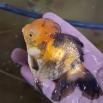 پرورش ماهی زینتی ایران گلد فیش در ساوه