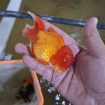 پرورش ماهی زینتی ایران گلد فیش در ساوه