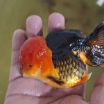 پرورش ماهی زینتی ایران گلد فیش در ساوه