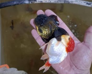  پرورش ماهی زینتی ایران گلد فیش در ساوه 