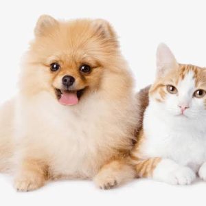 پانسیون vip لوسی در شهرک نفت تهران