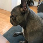 پانسیون vip لوسی در شهرک نفت تهران