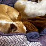 پانسیون vip لوسی در شهرک نفت تهران