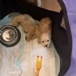 پانسیون vip لوسی در شهرک نفت تهران