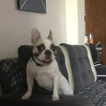 پانسیون vip لوسی در شهرک نفت تهران