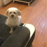 پانسیون vip لوسی در شهرک نفت تهران