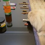 پانسیون vip لوسی در شهرک نفت تهران