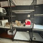 پانسیون حیوانات خانگی پیشی تو در مشهد