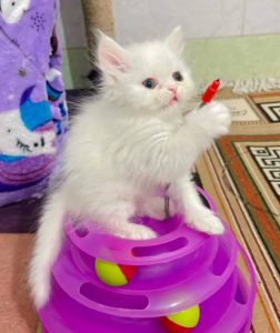 پت شاپ اسکان در تبریز