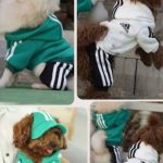 پت شاپ اسکان در تبریز