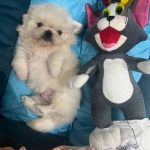 پت شاپ اسکان در تبریز