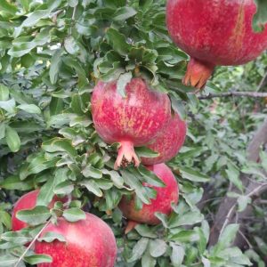 تولید رب انار آب انار غیبی در ساوه