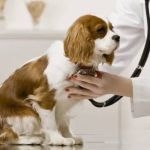 کلینیک دامپزشکی دکتر کارگر در سمیرم