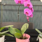 گلفروشی آقای ارکیده در بلوار بعثت شیراز