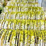 شیرینی سرای کیک پاک در بوشهر