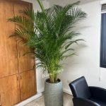 فروشگاه گل بالمی فلاور در سعادت آباد تهران