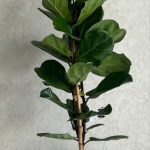 فروشگاه گل بالمی فلاور در سعادت آباد تهران