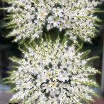 فروشگاه گل بالمی فلاور در سعادت آباد تهران