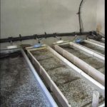 پرورش ماهی قزل آلا در نیشابور