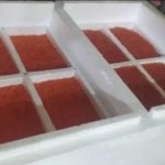 پرورش ماهی قزل آلا در نیشابور