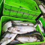 پرورش ماهی قزل آلا در نیشابور