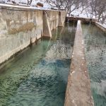 پرورش ماهی قزل آلا در نیشابور