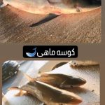 ماهی فروشی سرلک در بوشهر