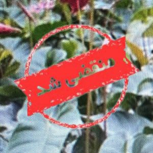 مرکز تخصصی پرورش گل و گیاه رویش در آمل