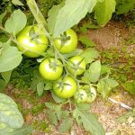 گلخانه محمد ابراهیم اسدی در کبودرآهنگ