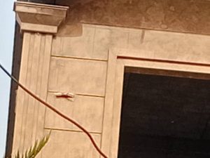 اجرای سنگ و کاشی نما رومی پور محرم در چالوس