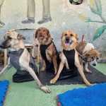 پناهگاه حیوانات بهشت پاکان در جاده ساوه