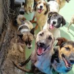 پناهگاه حیوانات بهشت پاکان در جاده ساوه