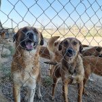 پناهگاه حیوانات بهشت پاکان در جاده ساوه