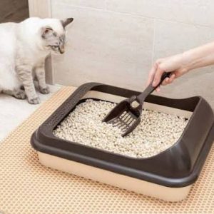 فروش خاک گربه مایا در سمنان