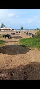 کافه رستوران دیاکو در ساری