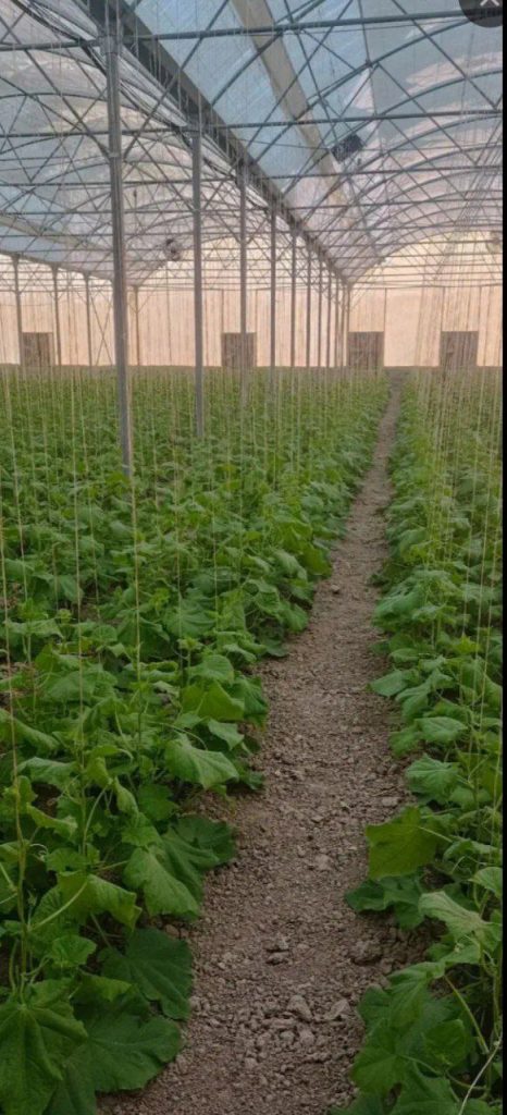 فروش گل شهرام در مرودشت