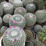 پرورش و پخش گل زینتی پامچال در ورزقان