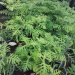 پرورش و پخش گل زینتی پامچال در ورزقان