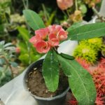 پرورش و پخش گل زینتی پامچال در ورزقان