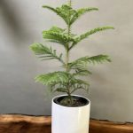 پرورش و پخش گل زینتی پامچال در ورزقان